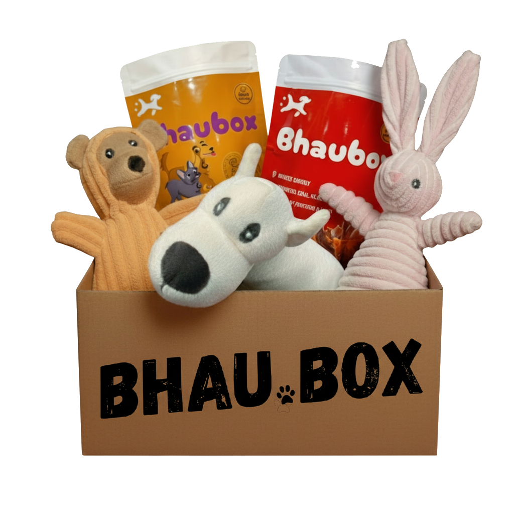 Happy dog with BhauBox toys and treats