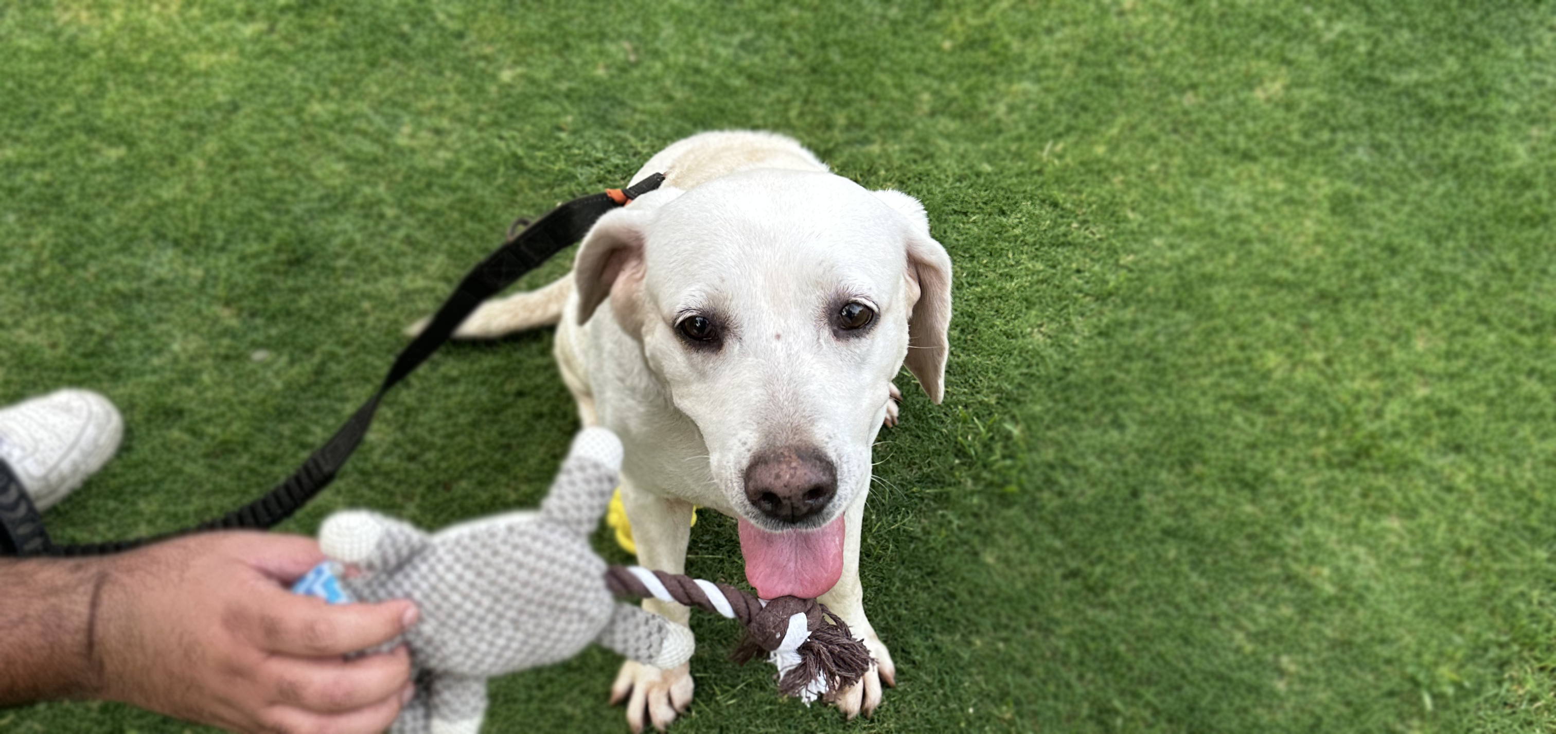Buddy the Golden Retriever